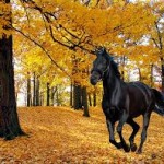 ősz lovas kép